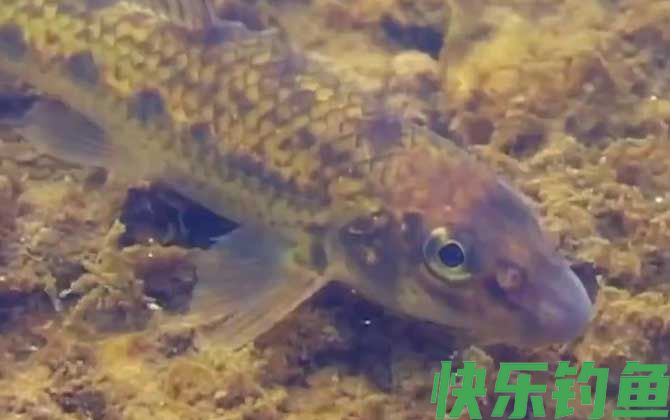 船丁鱼怎么钓上鱼快？(图4)