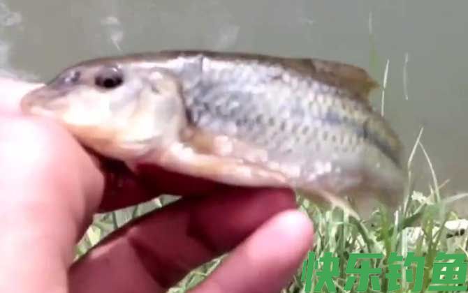 船丁鱼怎么钓上鱼快？(图6)