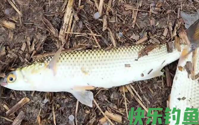 钓鲻鱼用什么饵料好钓？(图2)