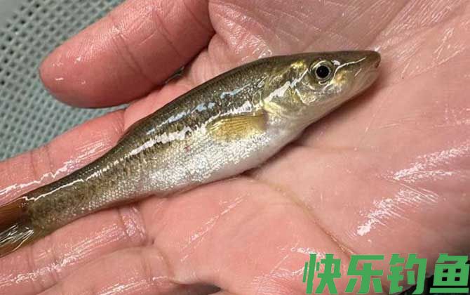 钓柳根鱼用什么打窝？(图3)