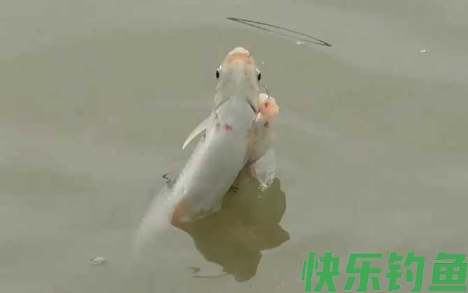 钓土鲮鱼用什么饵料最好？(图3)