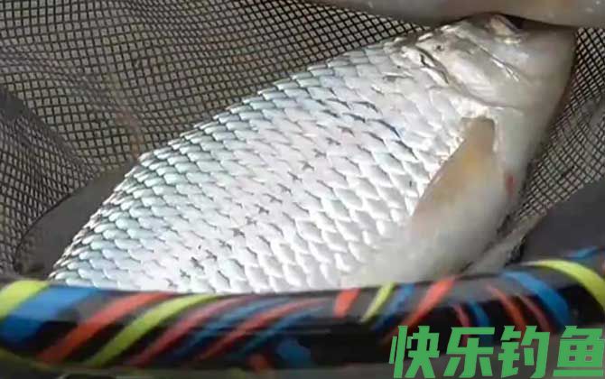 钓土鲮鱼用什么饵料最好？(图4)
