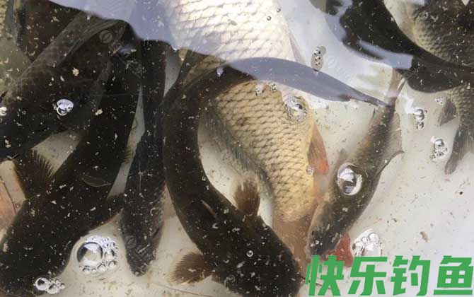 野生鲶鱼用什么鱼饵最好钓？(图4)