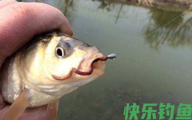 新手野钓用什么鱼饵最好？(图1)