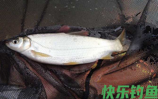 水库钓黄尾鱼用什么饵料？(图1)