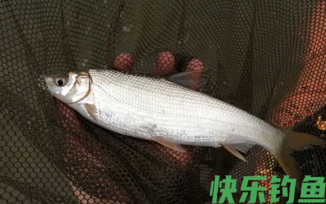 水库钓黄尾鱼用什么饵料？(图2)