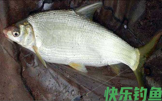 水库钓黄尾鱼用什么饵料？(图4)