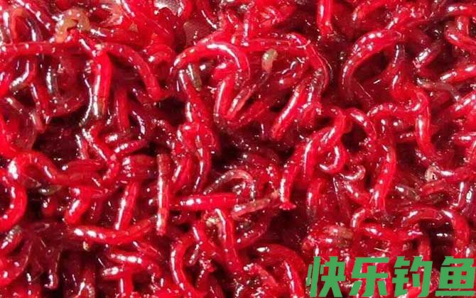 钓鱼用的红虫是什么虫？(图1)