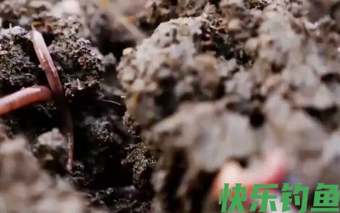 蚯蚓养殖的市场前景怎么样？(图4)