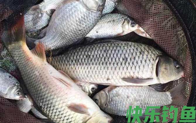 最好用的野钓鲤鱼饵料有哪些？(图3)