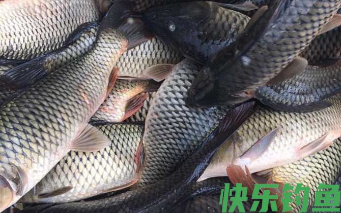 最好用的野钓鲤鱼饵料有哪些？(图4)