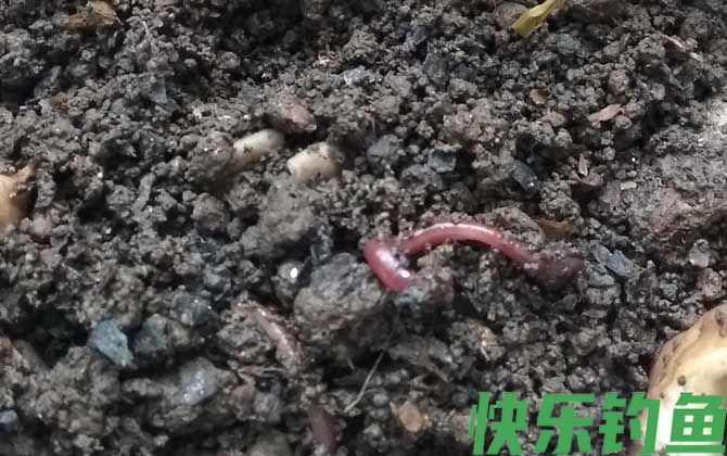 蚯蚓吃什么食物？(图1)