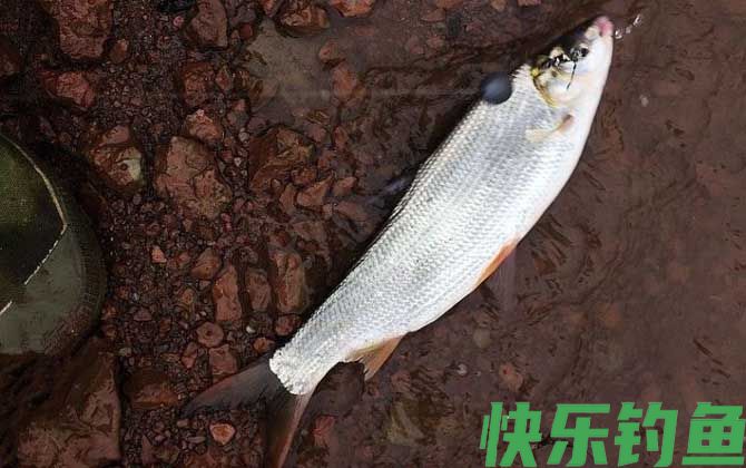 夏季钓黄尾鱼用什么饵料？(图1)
