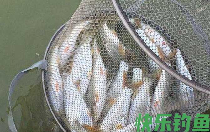 夏季钓黄尾鱼用什么饵料？(图3)