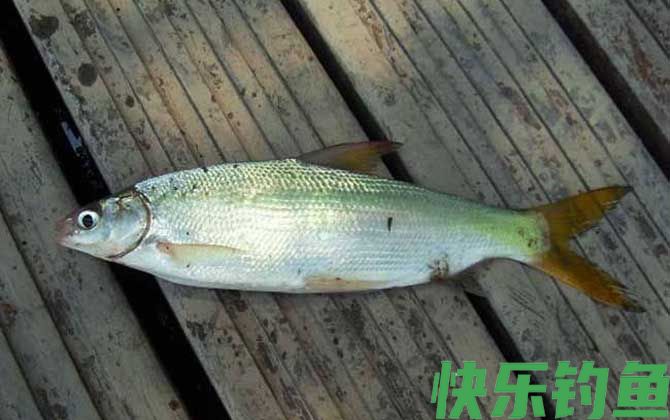 夏季钓黄尾鱼用什么饵料？(图2)