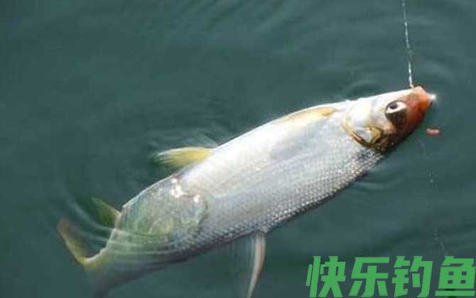 夏季钓黄尾鱼用什么饵料？(图4)