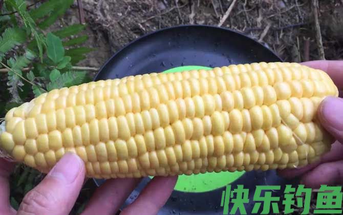 嫩玉米钓鲤鱼饵料制作方法(图2)