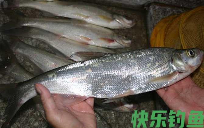 用什么药泡泥鳅钓翘嘴？