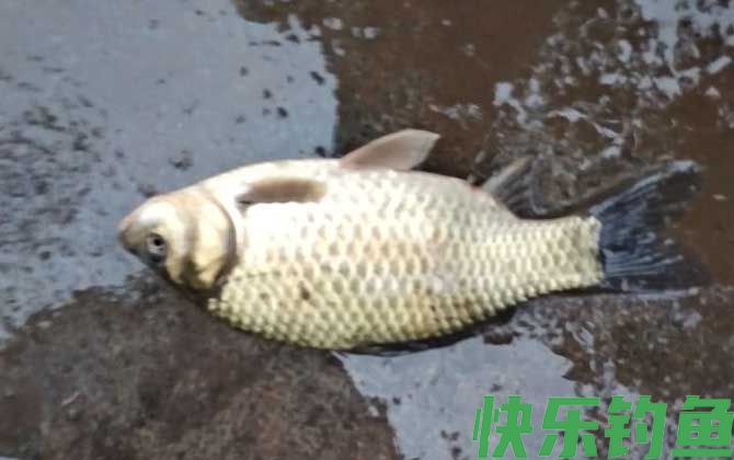 初冬钓鲫鱼用什么饵料？(图1)
