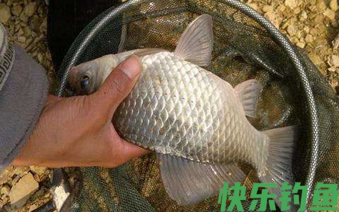 初冬钓鲫鱼用什么饵料？(图4)