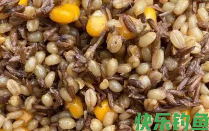 老玉米鲤鱼饵料配方大全(图5)
