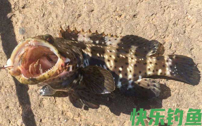 沙蚕钓什么鱼效果最好？(图2)