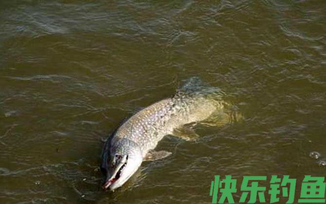 钓狗鱼用什么饵料最好？(图2)