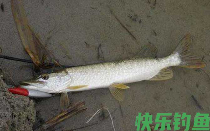 钓狗鱼用什么饵料最好？(图1)