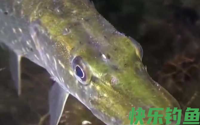 钓狗鱼用什么饵料最好？(图3)