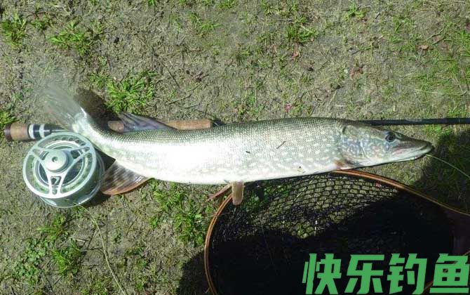 钓狗鱼用什么饵料最好？(图4)