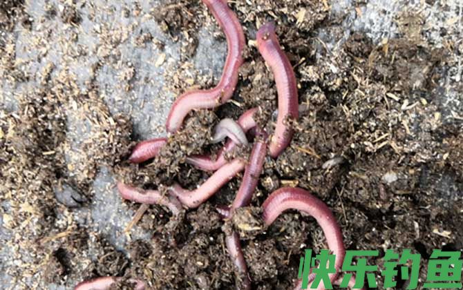 蚯蚓粪有什么作用和用途？(图3)