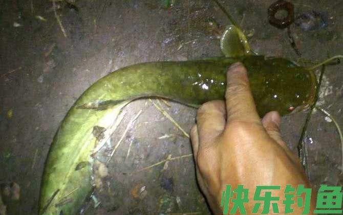 钓塘角鱼用什么饵最好？(图1)