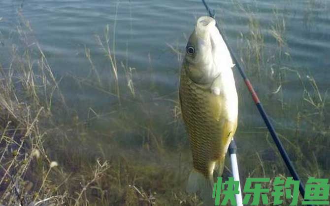 用什么钓鲫鱼上鱼快？(图3)