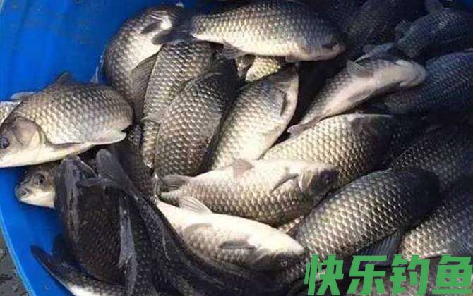 用什么钓鲫鱼上鱼快？(图2)