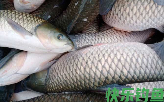 钓草鱼饵料配方大全(图1)