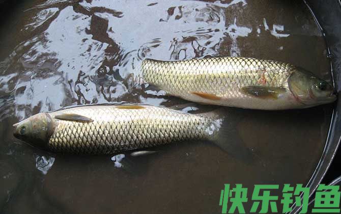 钓草鱼饵料配方大全(图2)