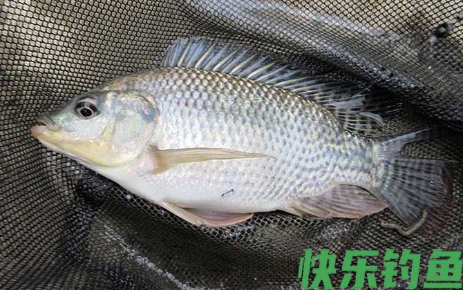 罗非鱼用什么饵料最好钓？(图5)
