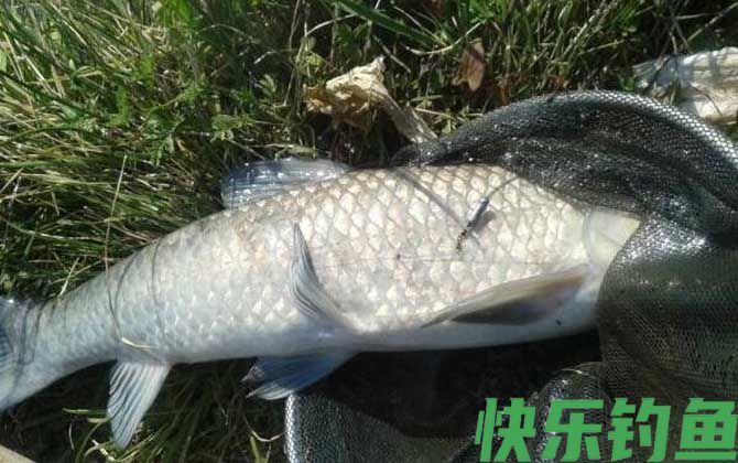 青鱼必杀饵及钓法技巧(图1)
