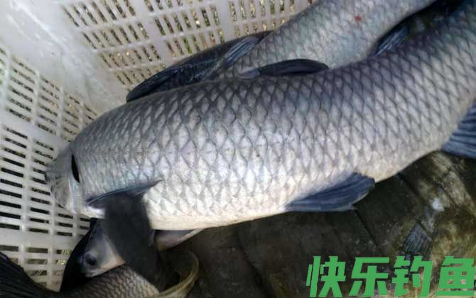青鱼必杀饵及钓法技巧(图3)