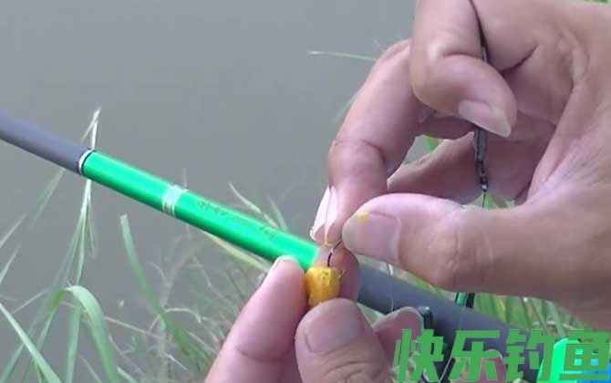 四月份用玉米粒可以钓鱼吗？(图3)