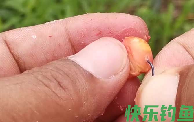 四月份用玉米粒可以钓鱼吗？(图4)