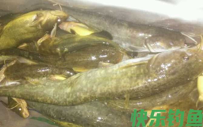 钓鲶鱼用什么打窝？(图3)