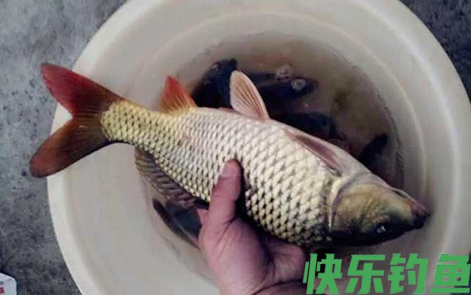 蚯蚓钓鲤鱼几率大吗？(图3)