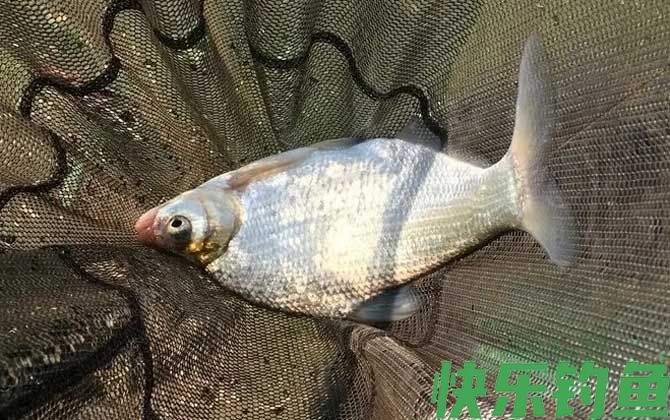 怎样钓鳊鱼最快最有效？(图1)