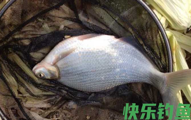 怎样钓鳊鱼最快最有效？(图7)
