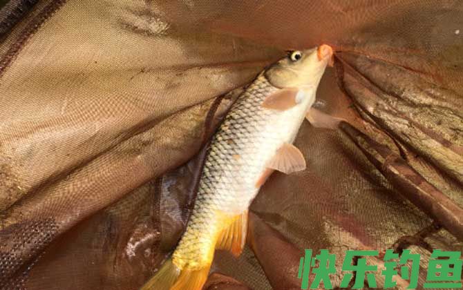 跑铅钓法适合钓什么鱼？(图2)