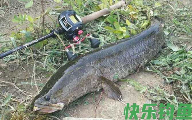 土方法钓黑鱼技巧及注意事项(图2)