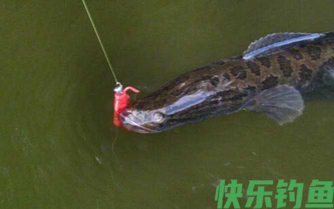 土方法钓黑鱼技巧及注意事项(图1)