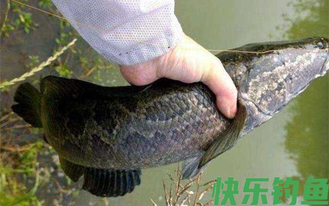 土方法钓黑鱼技巧及注意事项(图4)