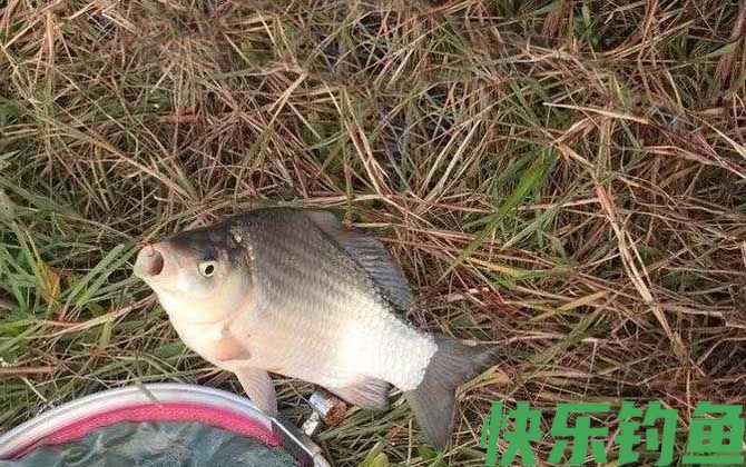 野钓技巧及方法全攻略(图1)